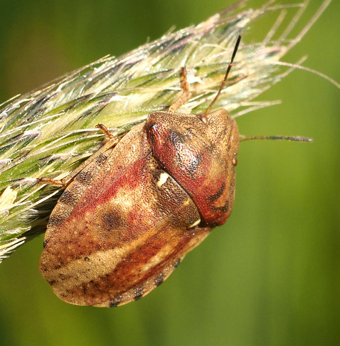 Schildkrötenwanze, Eurygaster testudinaria